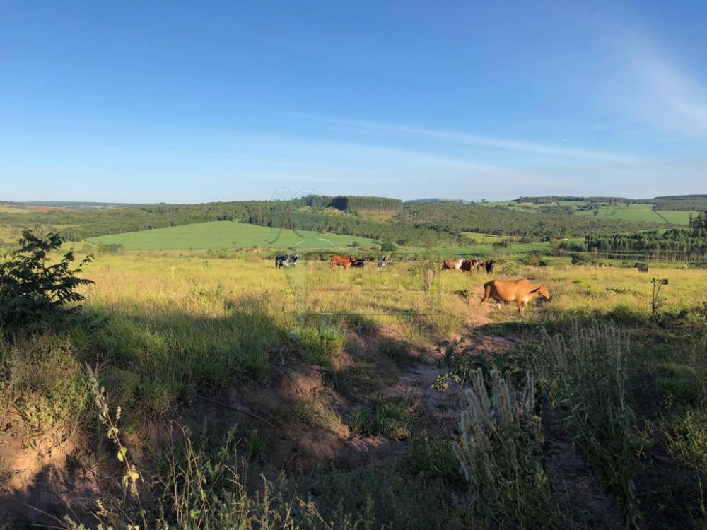 Sao Simao Rural Venda R$360.000,00 3 Dormitorios 10 Vagas Area do terreno 145200.00m2 Area construida 250.00m2 Sao Simao Rural Venda R$360.000,00 3 Dormitorios 10 Vagas Area do terreno 145200.00m2 Area construida 250.00m2