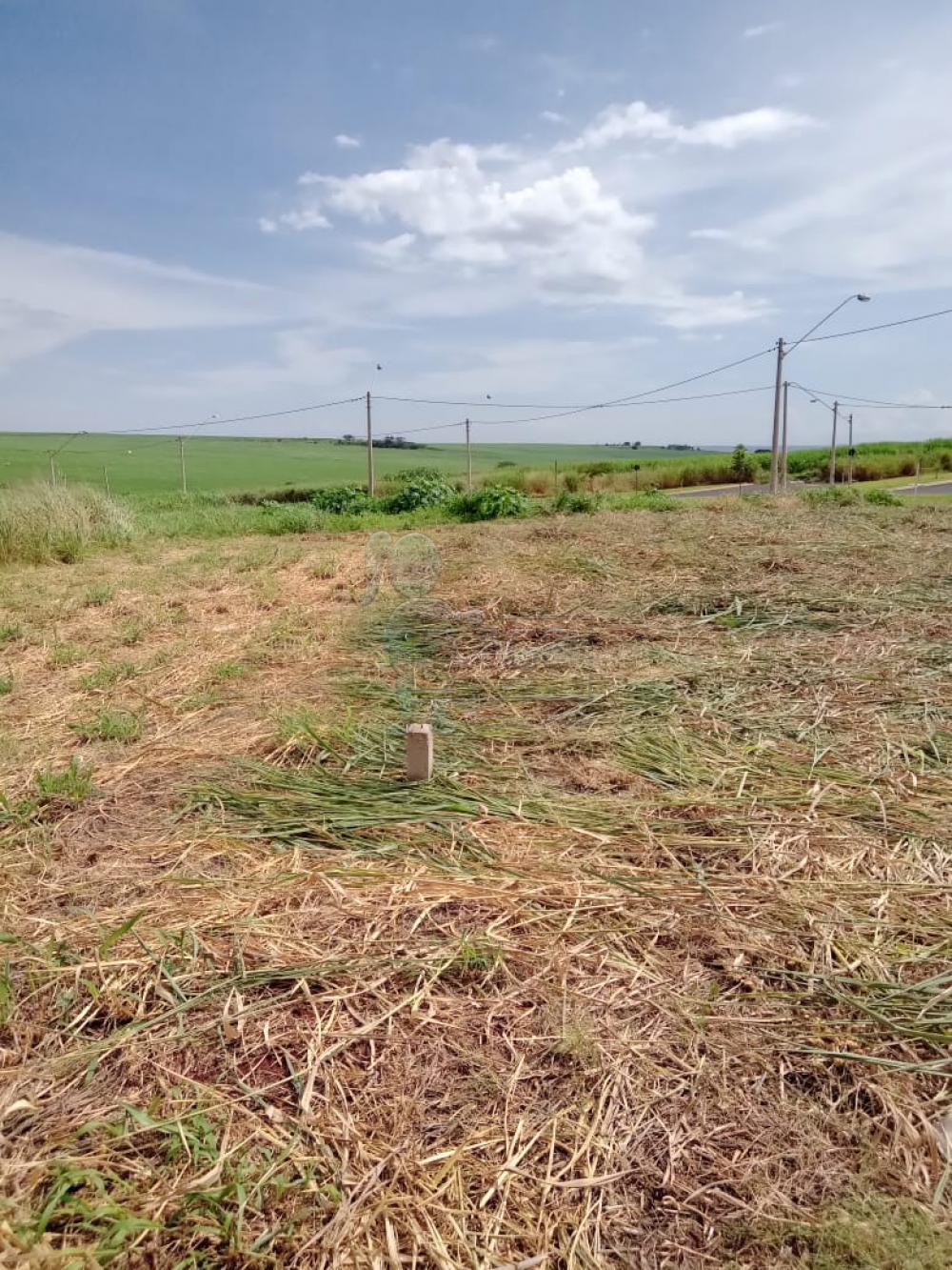 Comprar Terrenos / Padrão em Ribeirão Preto R$ 260.000,00 - Foto 7