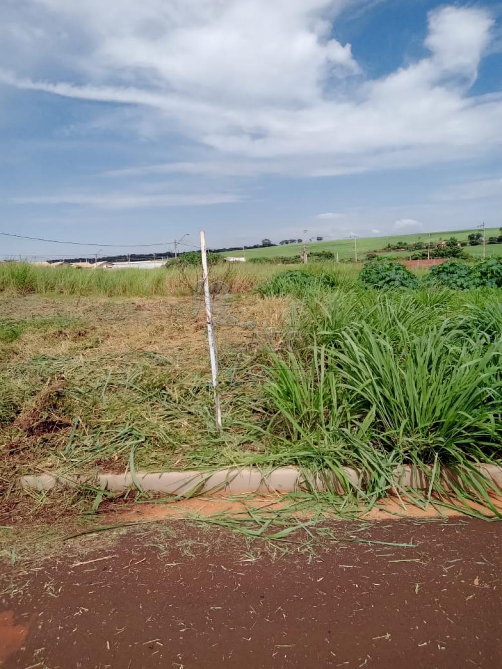 Comprar Terrenos / Padrão em Ribeirão Preto R$ 260.000,00 - Foto 8