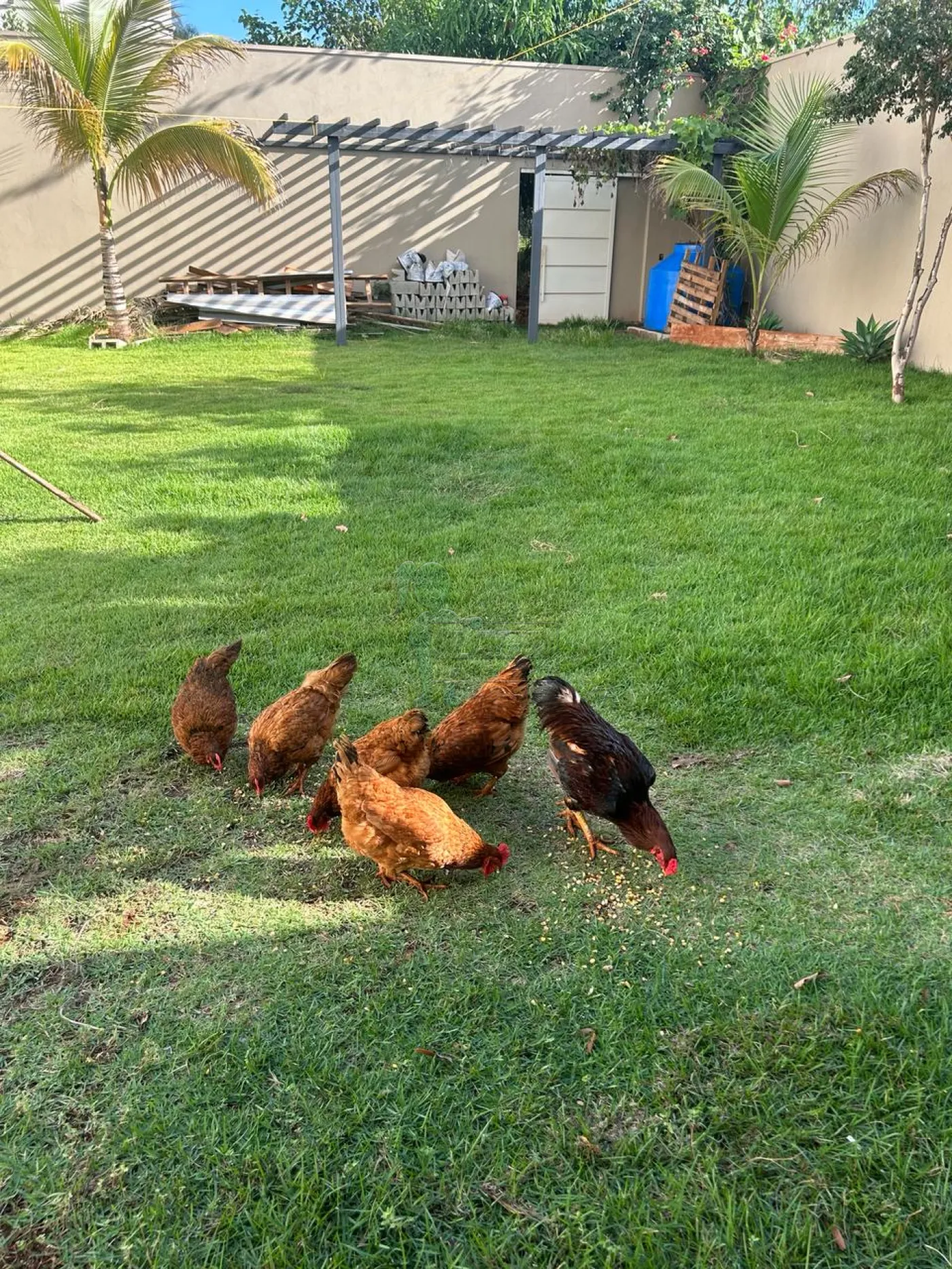 Comprar Terrenos / Padrão em Ribeirão Preto R$ 1.100.000,00 - Foto 7