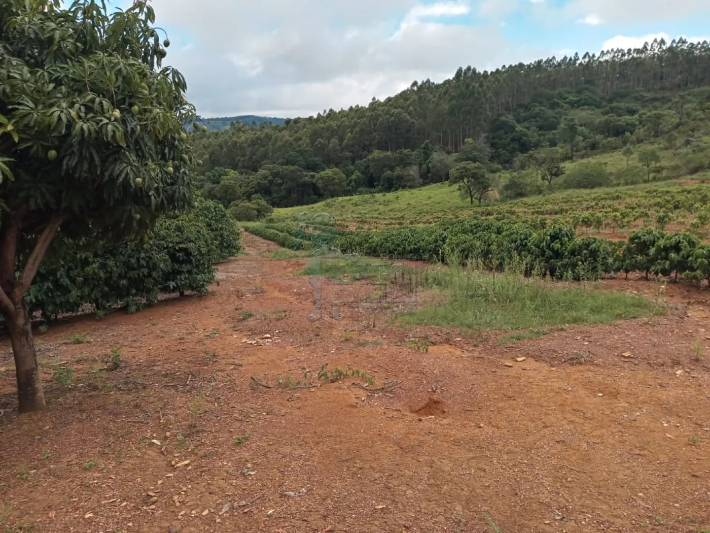 Comprar Rurais / Fazenda/Sítio em Capitólio R$ 2.000.000,00 - Foto 3