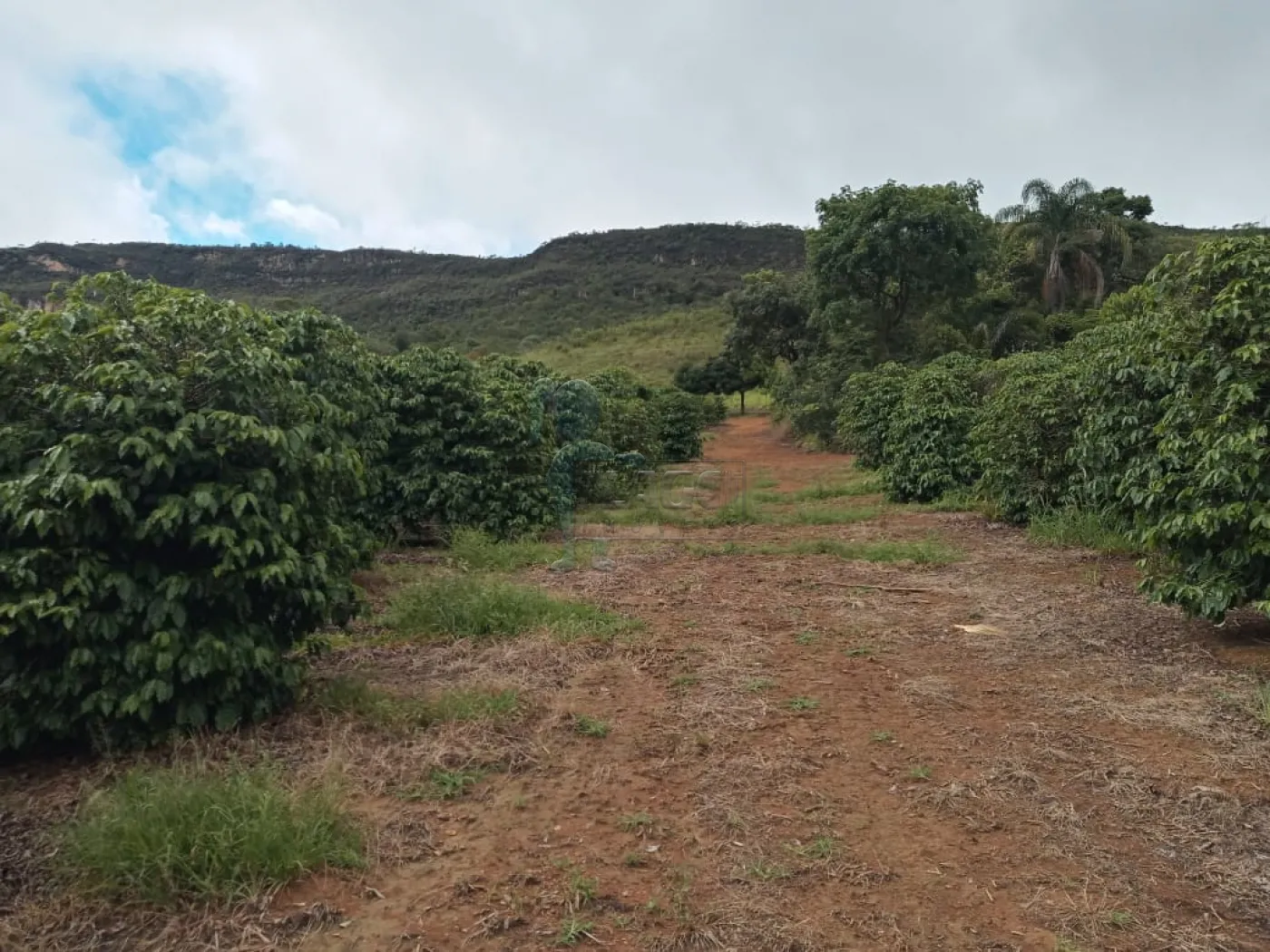 Comprar Rurais / Fazenda/Sítio em Capitólio R$ 2.000.000,00 - Foto 5