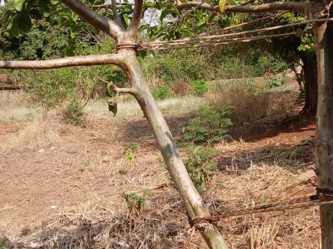 imagem 2 - Terreno de 11.500m² à venda - Bonfim Paulista imagem 2 - Terreno de 11.500m² à venda - Bonfim Paulista