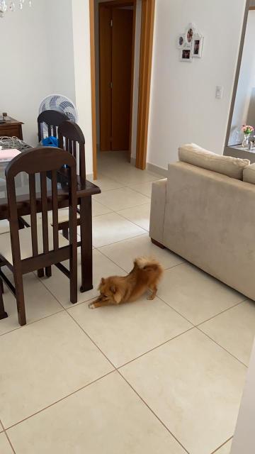 imagem 4 - Apartamento - Padrão imagem 4 - Apartamento - Padrão