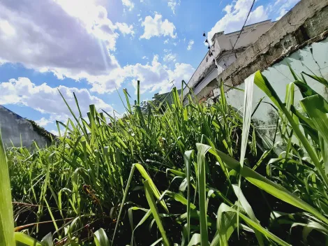 imagem 2 - Terreno de 332m² para locação e venda - Vila Tibério imagem 2 - Terreno de 332m² para locação e venda - Vila Tibério