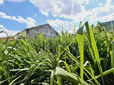 imagem 5 - Terreno de 332m² para locação e venda - Vila Tibério imagem 5 - Terreno de 332m² para locação e venda - Vila Tibério