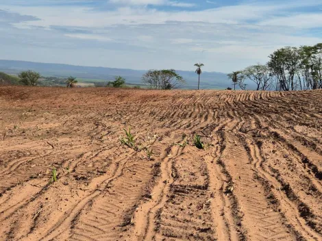 imagem 5 - Fazenda com 151,80 hectares à venda - Santa Rosa do Viterbo/SP imagem 5 - Fazenda com 151,80 hectares à venda - Santa Rosa do Viterbo/SP
