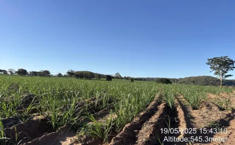 imagem 2 - Fazenda de 605 hectares à venda - Ibaté imagem 2 - Fazenda de 605 hectares à venda - Ibaté