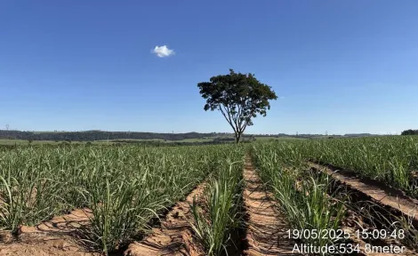 imagem 4 - Fazenda de 605 hectares à venda - Ibaté imagem 4 - Fazenda de 605 hectares à venda - Ibaté
