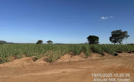 imagem 5 - Fazenda de 605 hectares à venda - Ibaté imagem 5 - Fazenda de 605 hectares à venda - Ibaté